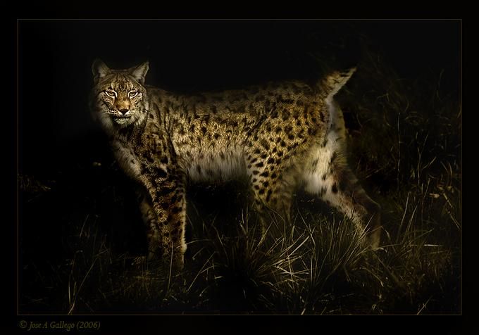 Amazing And Cool Wild Animal Photos
