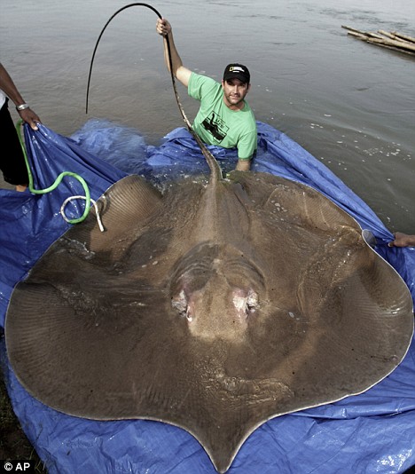 103818,xcitefun article 1036789 0202a38400000578 981 468 Worlds 
Largest Sting ray Fish!!! gallery