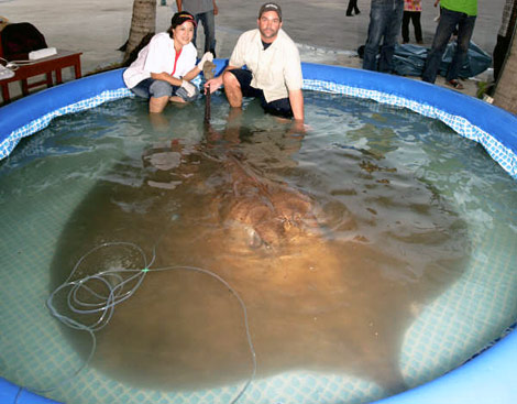 103819,xcitefun giant stingray kids lg Worlds Largest Sting ray 
Fish!!! gallery