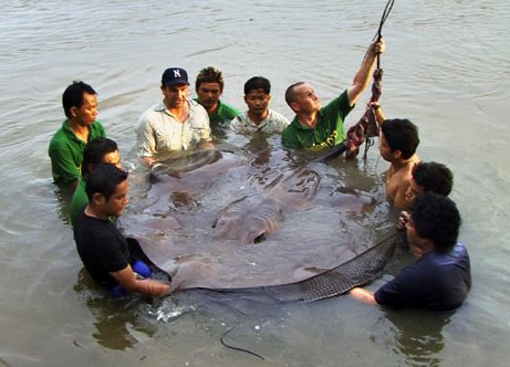103820,xcitefun 1 stingray 461 Worlds Largest Sting ray Fish!!! 
gallery