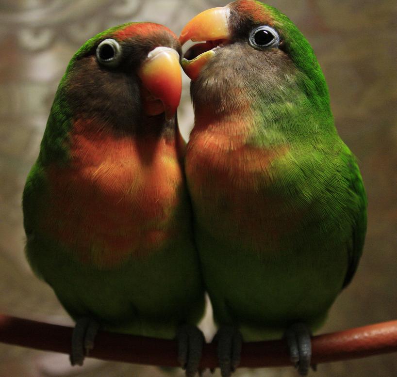 wallpapers of love birds. wallpapers of love birds