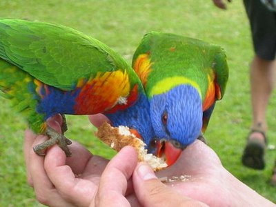 Types Photography on Beautiful Types Of Parrots   Misc  Photography
