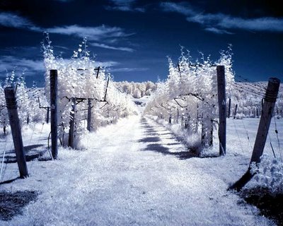 105030,xcitefun 9 12 Beautiful Photos of Infrared Trees gallery
