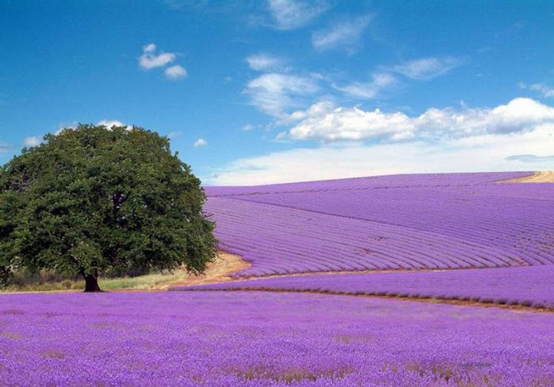 Field Of Lavender