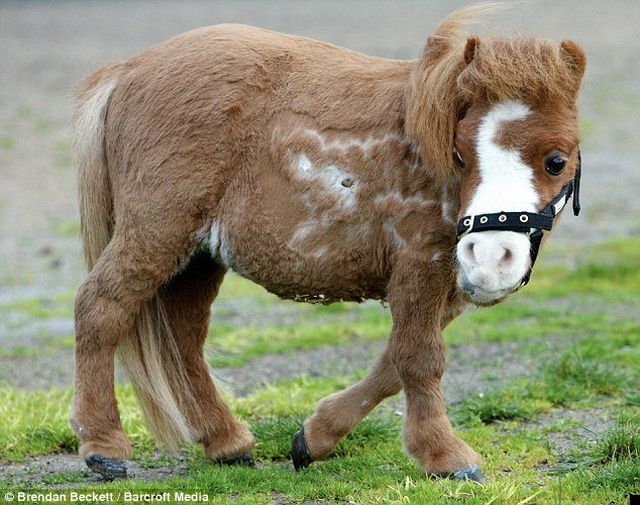 a-dwarf-horse-very-unique-n-strange-punjabi-lok-virsa-blog