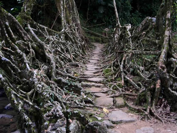 Rubber Tree Bridge