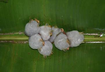 Ever Seen Baby Bats ? 106008,xcitefun image004a Ever Seen Baby Bats ? image gallery gallery
