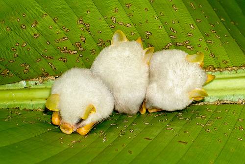 106009,xcitefun image004 Ever Seen Baby Bats ? image gallery gallery 