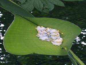 106010,xcitefun image003 Ever Seen Baby Bats ? image gallery gallery 