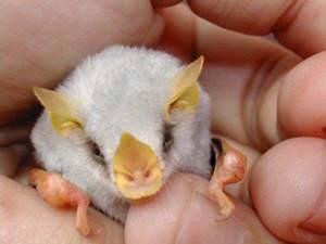106013,xcitefun getattachmentcaulxjaj12 Ever Seen Baby Bats ? image gallery gallery 