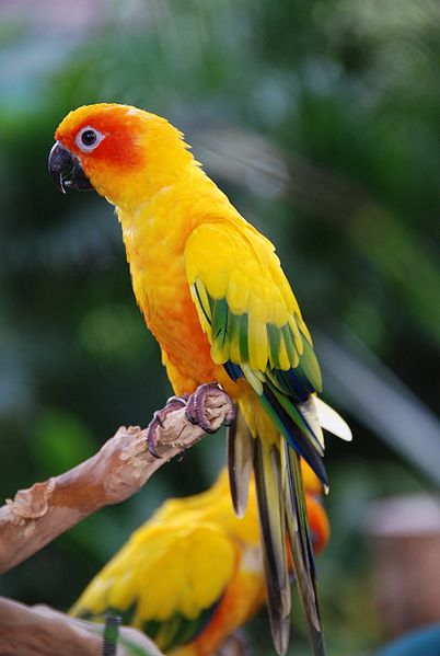 Parrot Colors