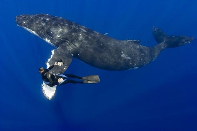 Whale Swim