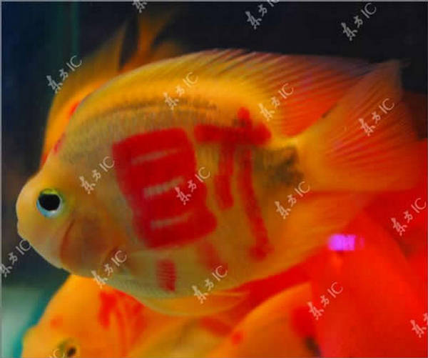 "These tropical fish have been "These tropical fish have been