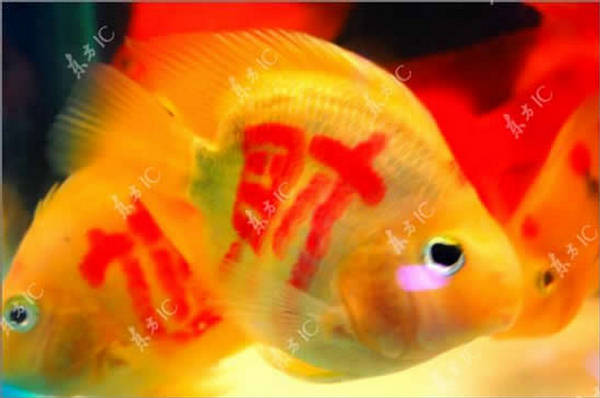 Tattooed Parrot Fish and other species of ornamental fish are becoming quite 