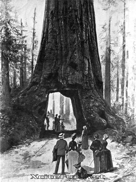 Tree Giant