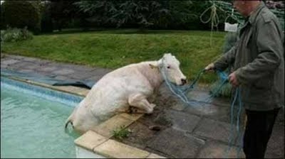 Naughty Animals in Danger
