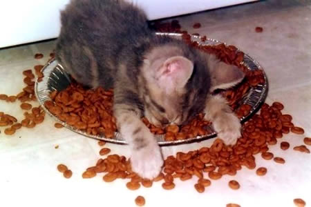 Cute amp Funny Animal Sleeping PositionsPART1