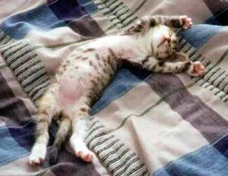 Cute amp Funny Animal Sleeping PositionsPART2
