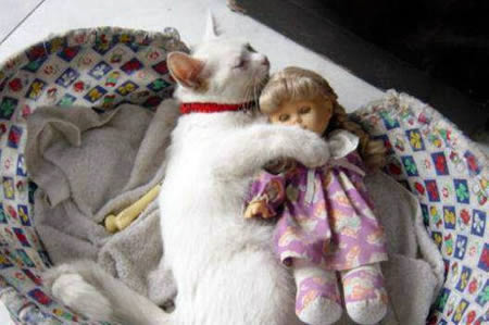 Cute amp Funny Animal Sleeping PositionsPART2