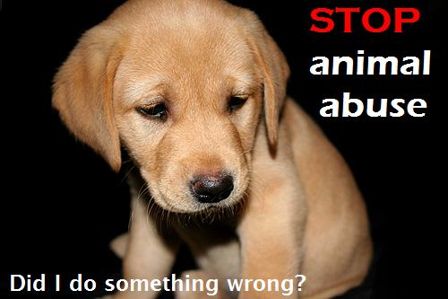 plzzz  Stop Abuse the Animal