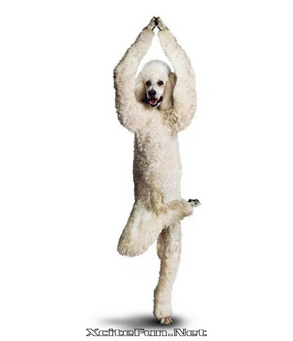 Yoga Dog