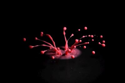 Beautiful Drops Photography