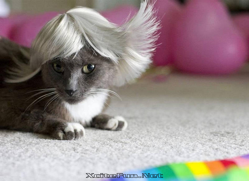 Wigs For Cats. Cute Cats Colorful Makeover