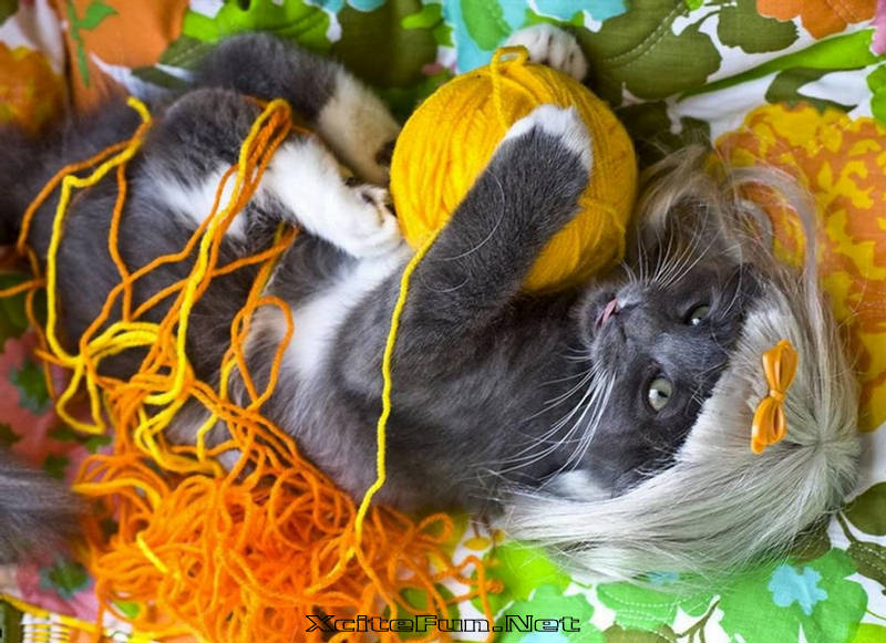 Wigs For Cats. World of Kitty Wigs. Cute