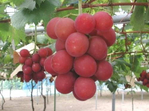 Bunch of Grapes Auctioned for 910 in Japan