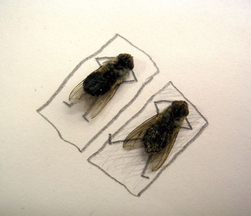 Dead Flies Skill