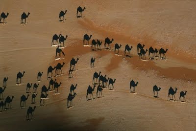 Amazing Birds Eye View