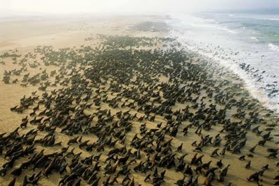 Amazing Birds Eye View