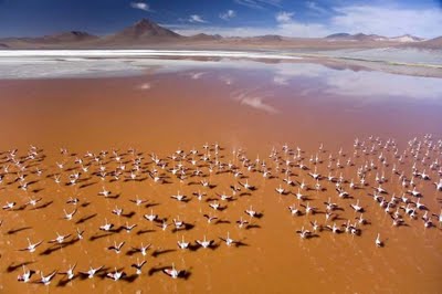 Amazing Birds Eye View