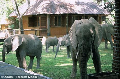 Elephant migration trail Interesting to See and Read