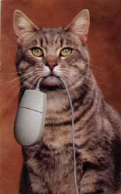 At least Cat Catch the Mouse
