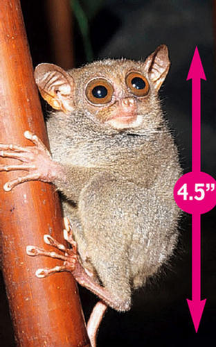 The Smallest and Cutest Creatures Animals