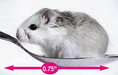 The Smallest and Cutest Creatures Animals