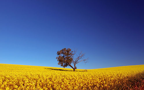 Fantastic Free Wallpaper Images