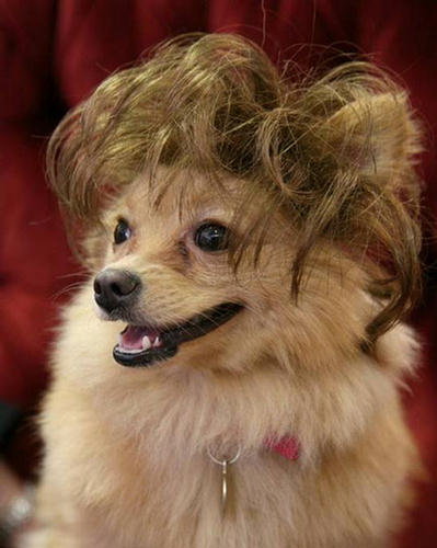 Dogs Custom Hairs Styles