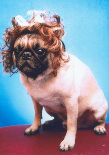 Dogs Custom Hairs Styles