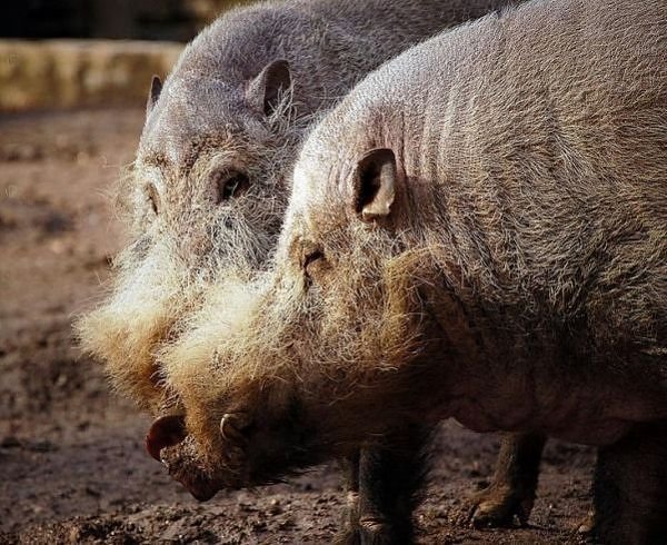 5 Animals Most In Need of a Haircut