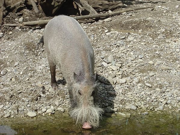 5 Animals Most In Need of a Haircut