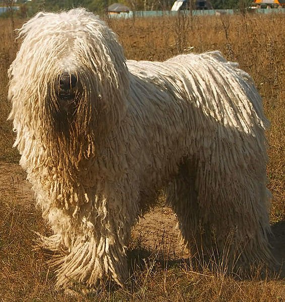 5 Animals Most In Need of a Haircut