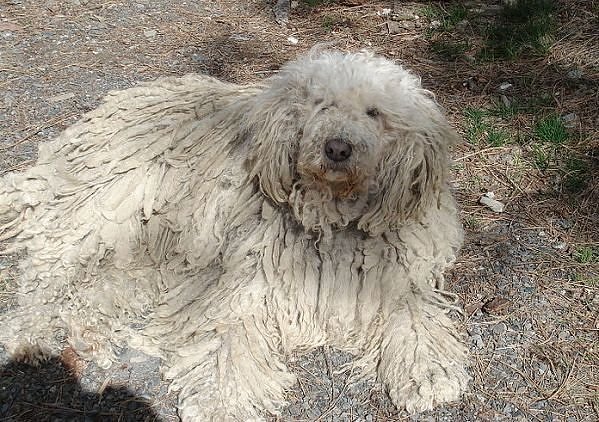 5 Animals Most In Need of a Haircut