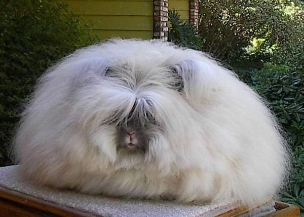 5 Animals Most In Need of a Haircut