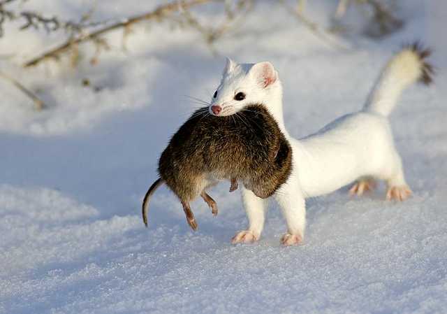 Arctic Weasel
