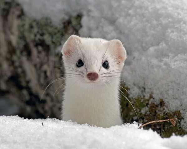 Arctic Weasel