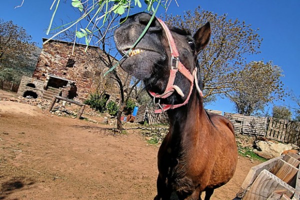 Funny Face Closeup Pictures Of Animals