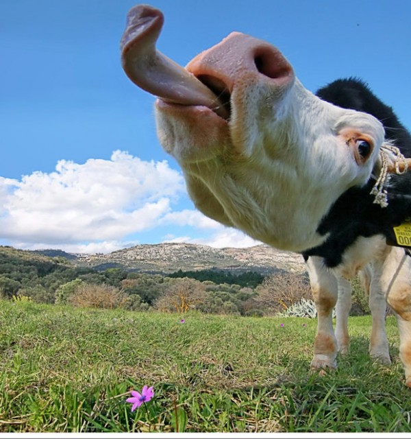 Funny Face Closeup Pictures Of Animals