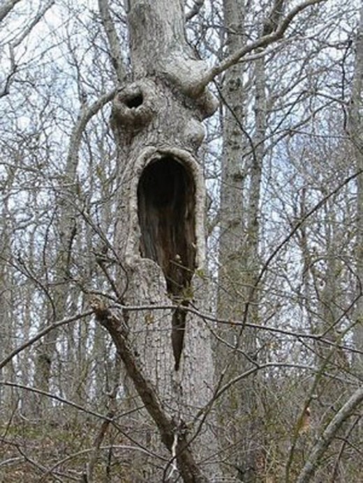 Do You Ever Seen Such Weird Trees - XciteFun.net